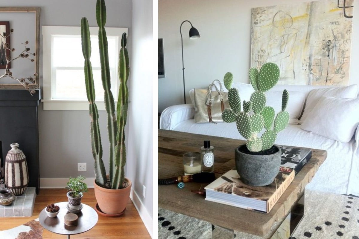 arredo la semplice arte di arredare con le piante grasse