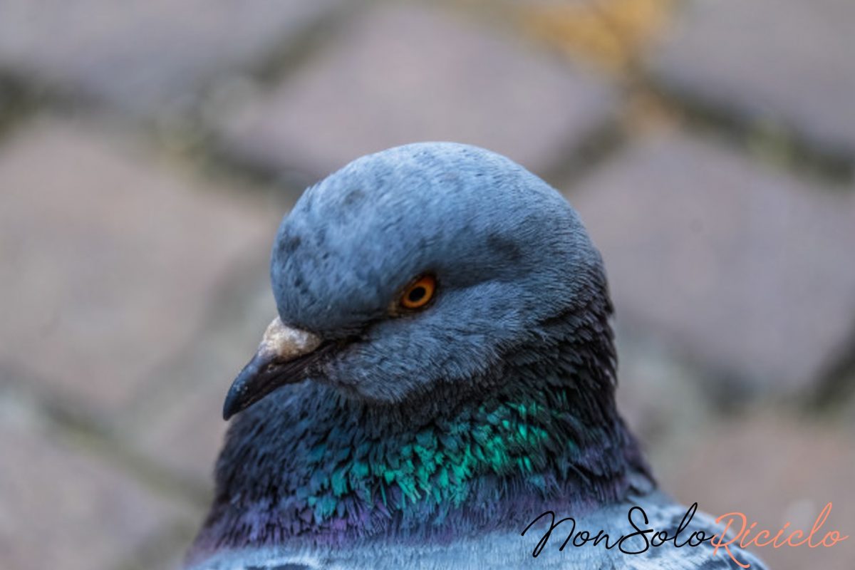 bozza automatica 6 3