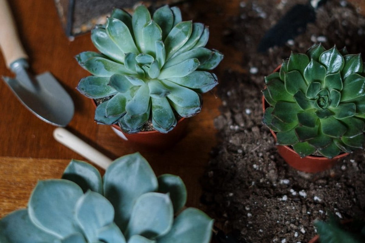 come salvare una pianta grassa riprodurre piante grasse