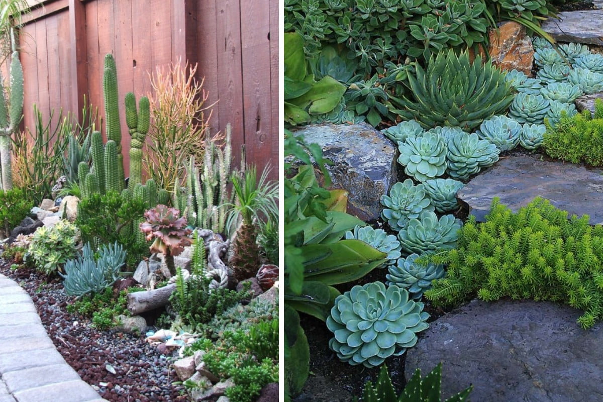 le piante grasse da esterno giardino piante grasse