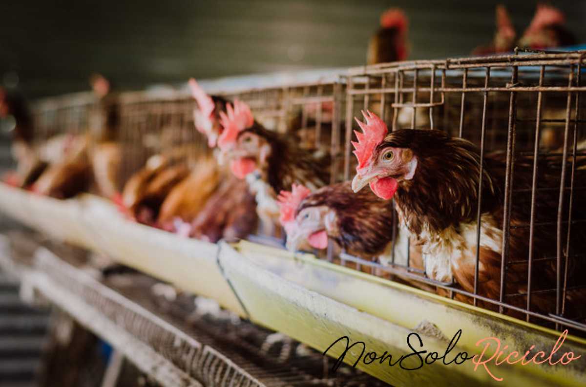 mangiare troppa carne aumenta la hens livestock cages industrial farm 38066 246