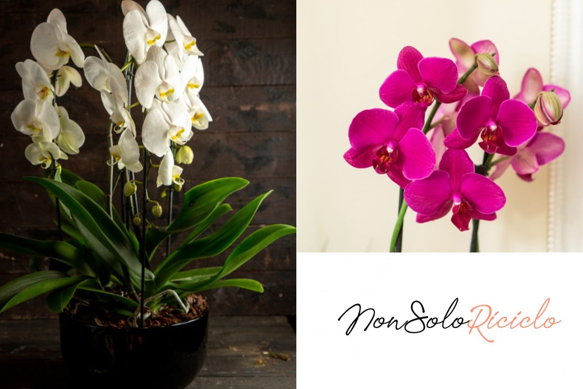 orchidee perfette con questo trucchetto 4
