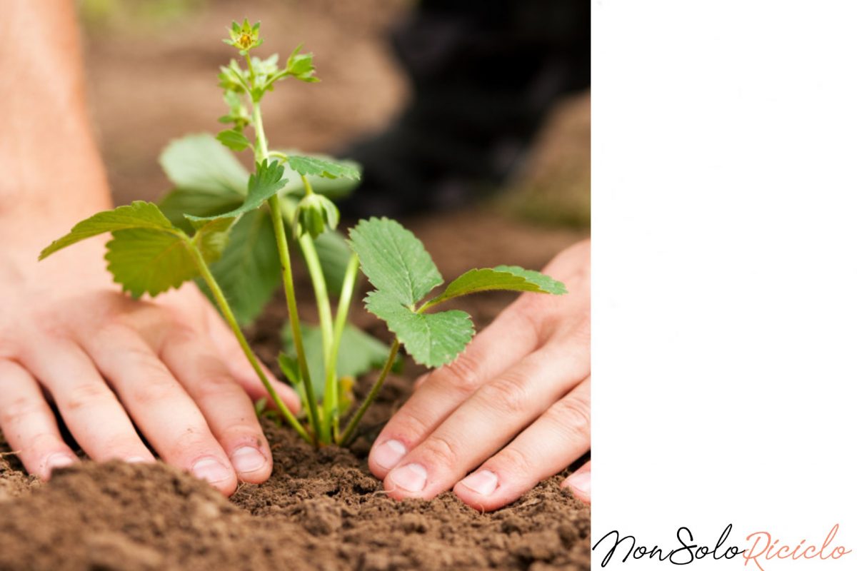 piantare le fragole nei vasi 3