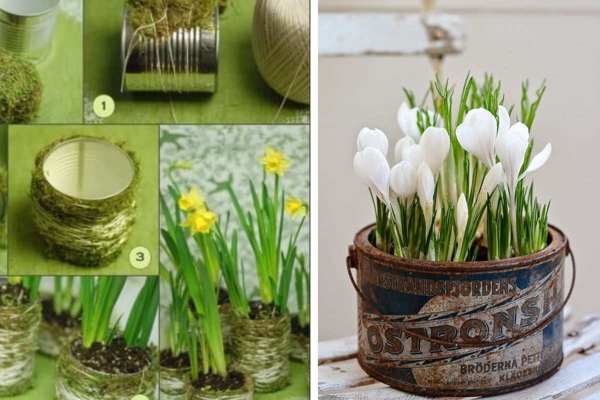 piante bulbose in fiore ecco bulbi in fiore primavera