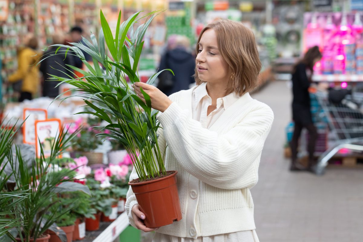piante da interno 10 varieta AdobeStock 407071012