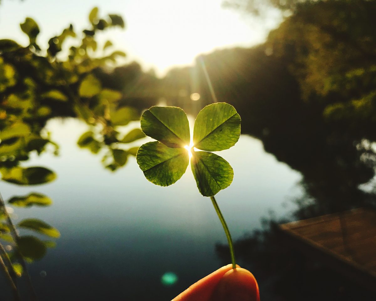 piante portafortuna da avere in AdobeStock 291572320
