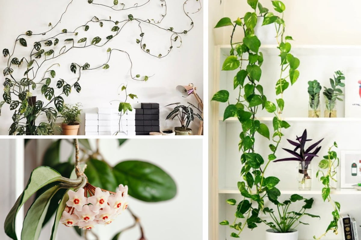 piante rampicanti da avere in piante rampicanti in casa