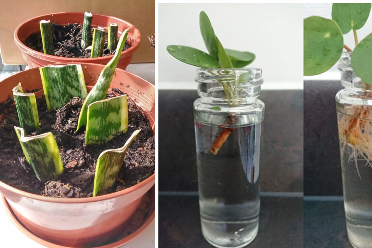 propagazione delle piante da interno riprodurre piante da interno