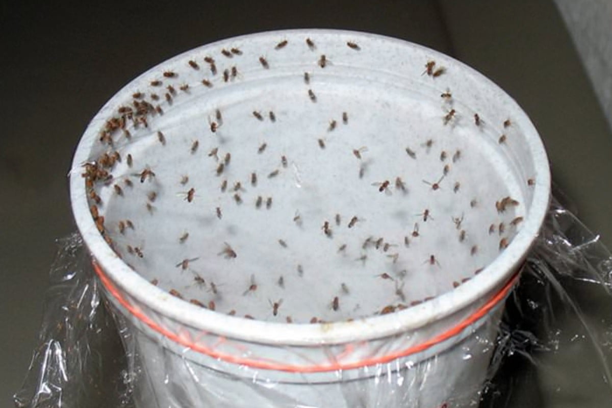 uccidi scarafaggi mosche e zanzare insetticida naturale