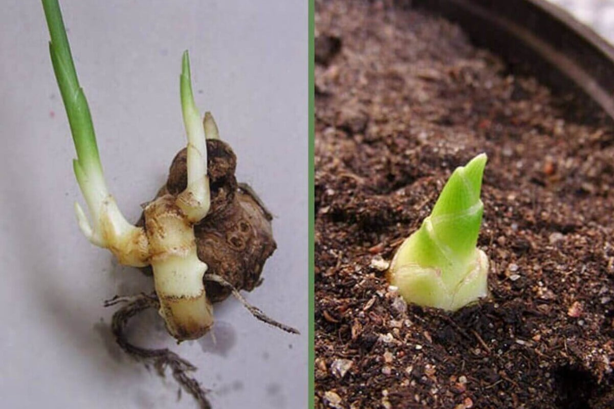 zenzero e semplicissimo coltivarlo in coltivare lo zenzero in casa