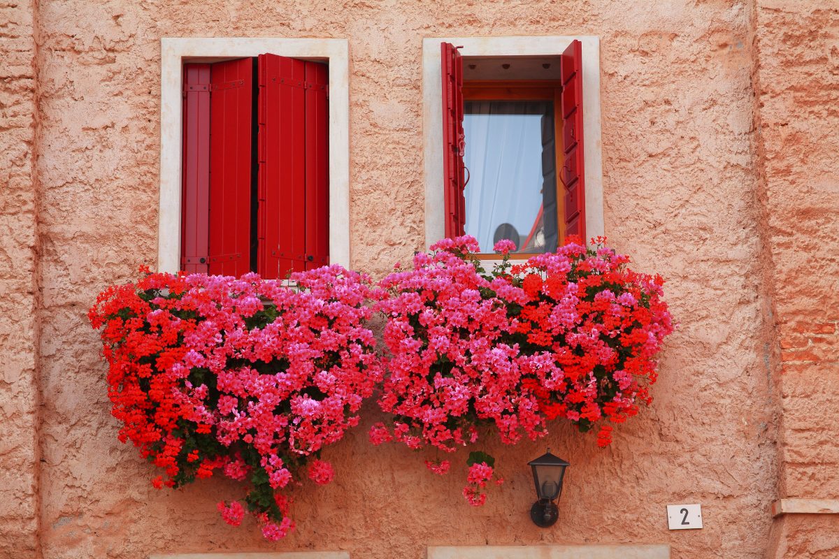 10 consigli per gerani belli AdobeStock 82500111