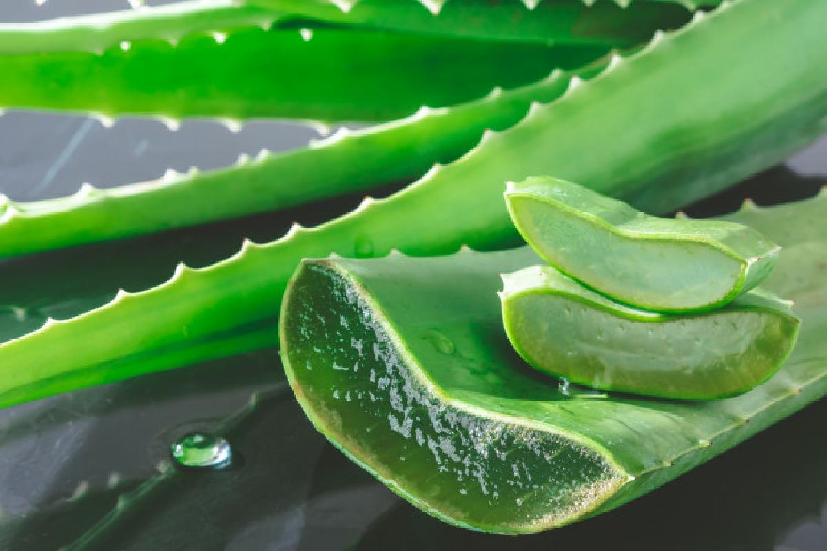 aloe vera non solo per aloe vera plant 35378 1428