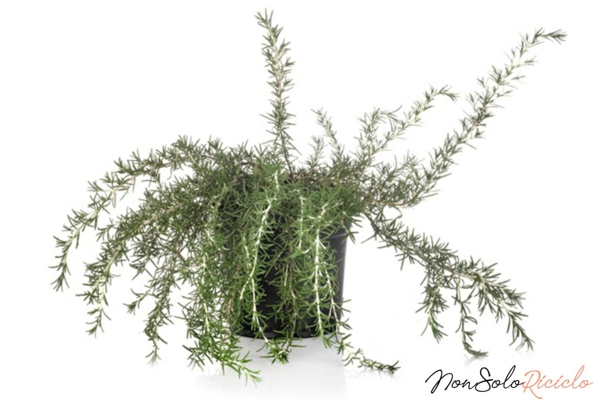 bozza automatica 3 2