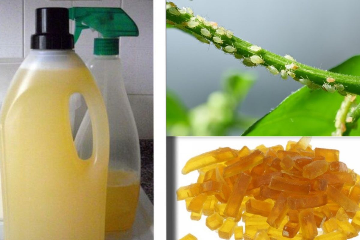 ecco un metodo naturale per insetti dalle piante