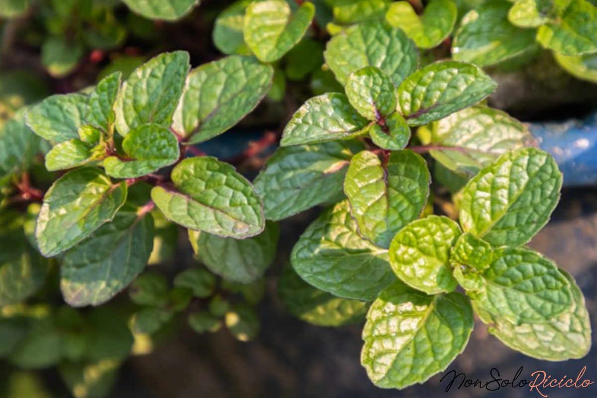 foglie di menta come tagliarle 8