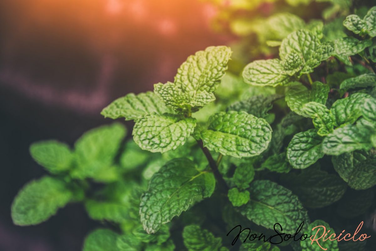 foglie di menta come tagliarle 9