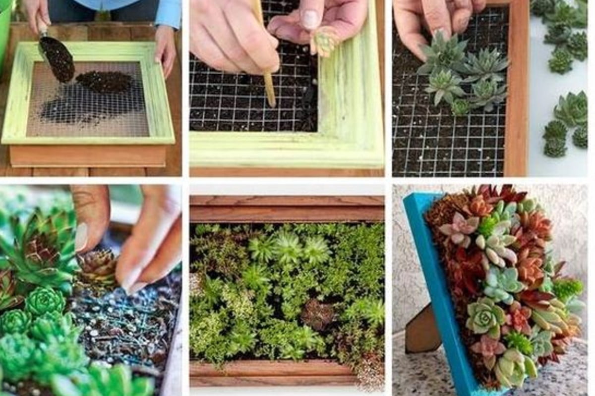 giardino verticale da parete ecco giardino verticale in cornice