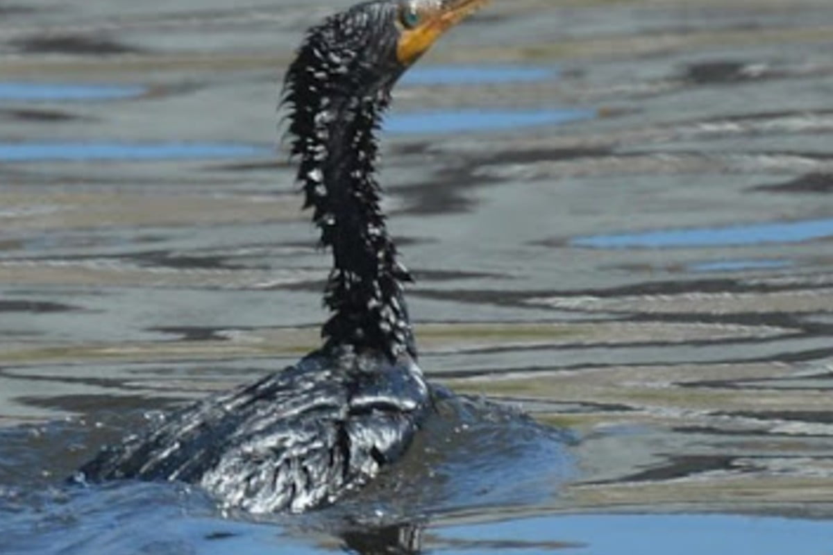 ingegnere inventa un prodotto a petrolio in mare