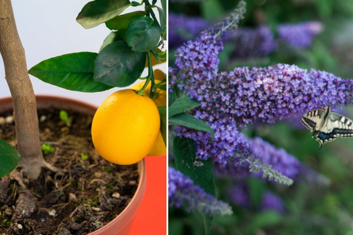 le piante migliori per trasformare fiori balcone