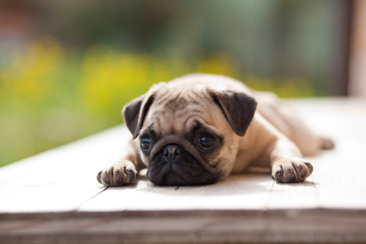 se hai un cane non AdobeStock 20882499