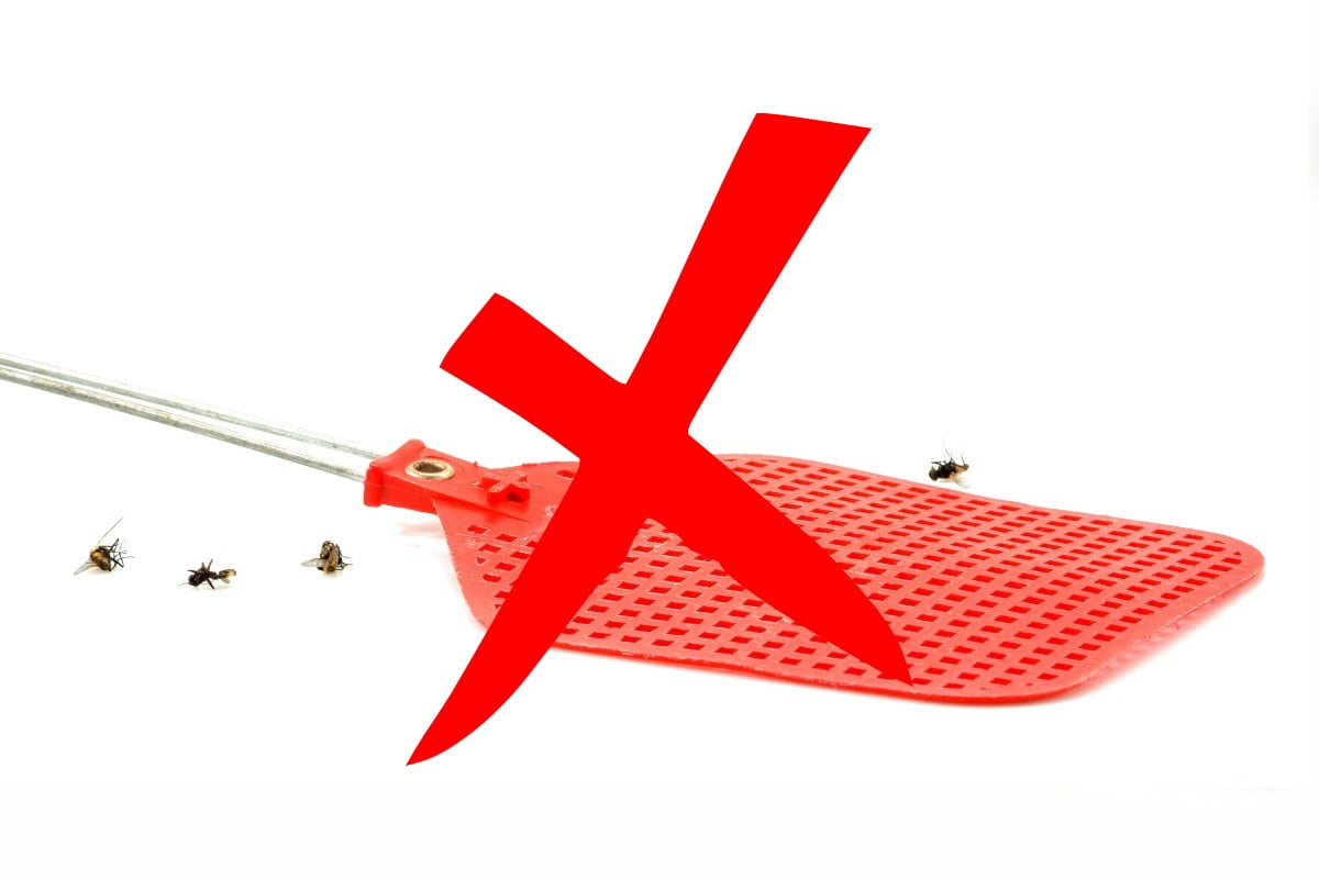 usa questo trucchetto allontana le mosche addio