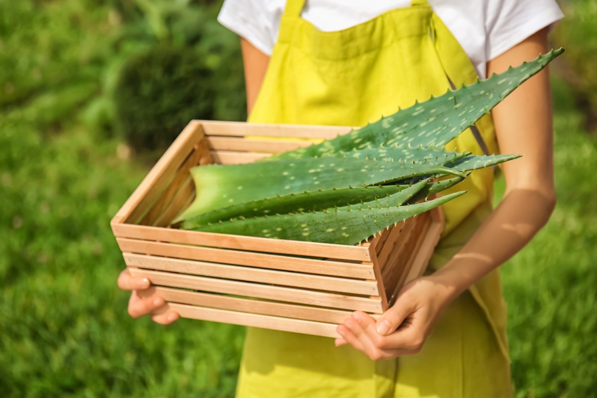 aloe vera coltivazione in giardino AdobeStock 228265662