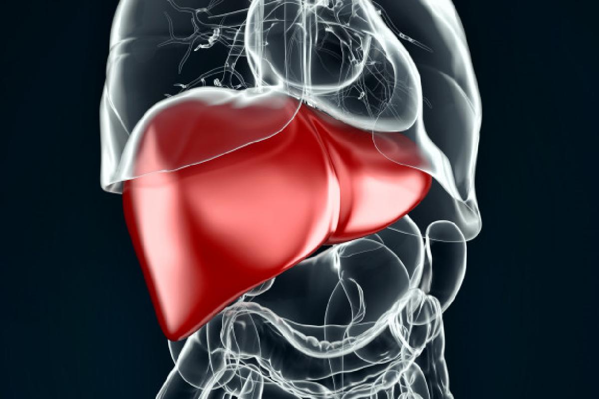come depurare il fegato in human liver 3d illustration 1401 1265