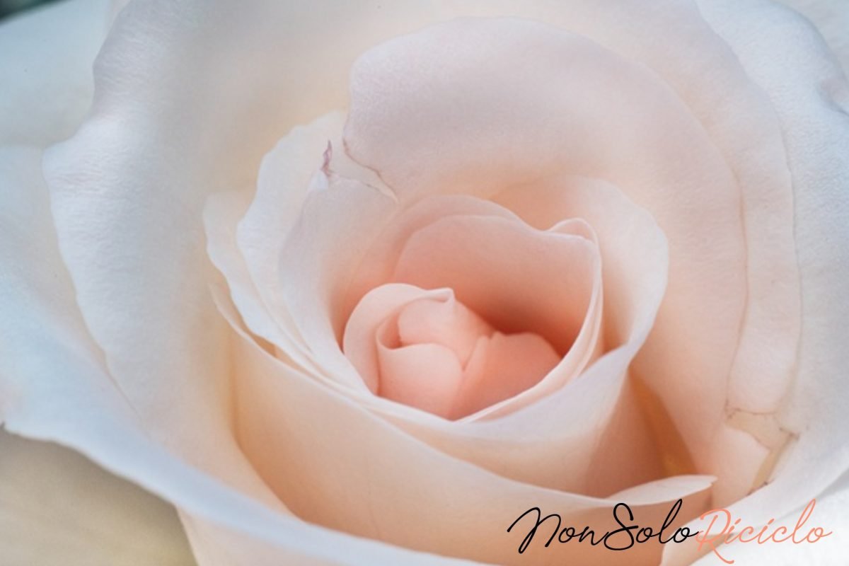 dalla rosa si ottiene una 6 1