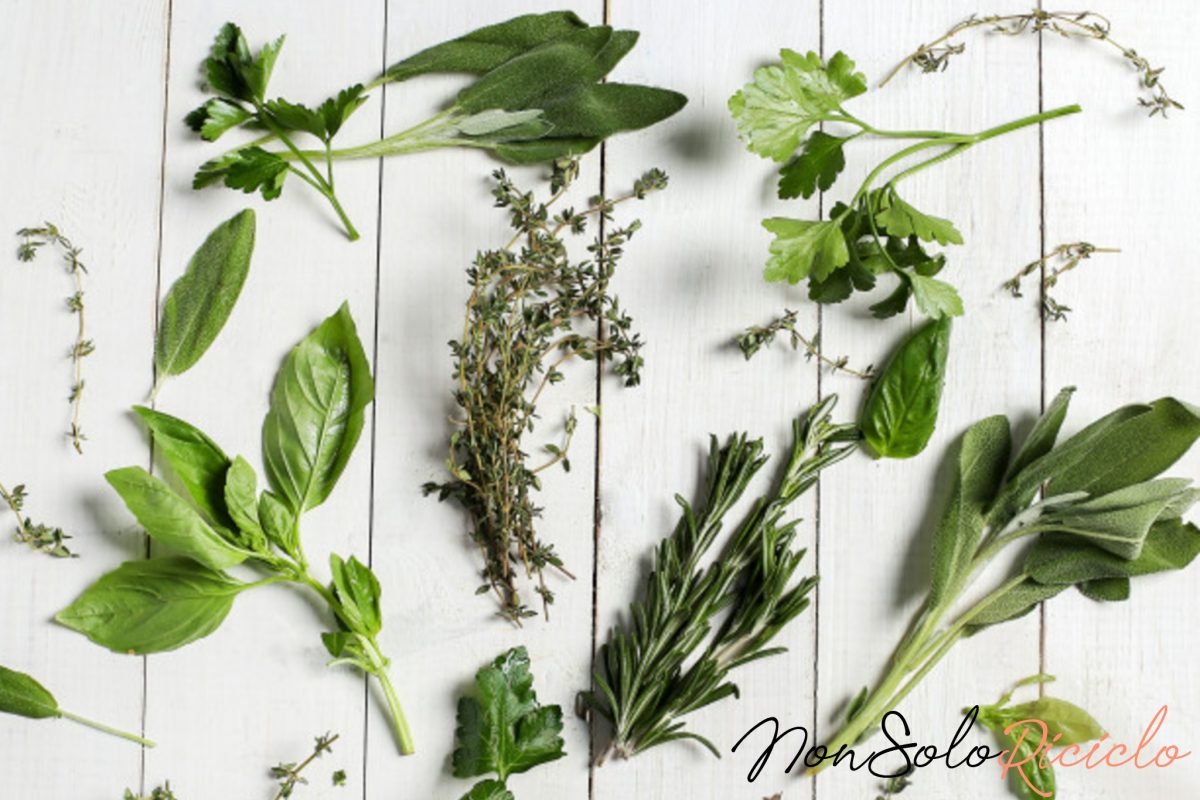 erbe aromatiche le piu profumate 3