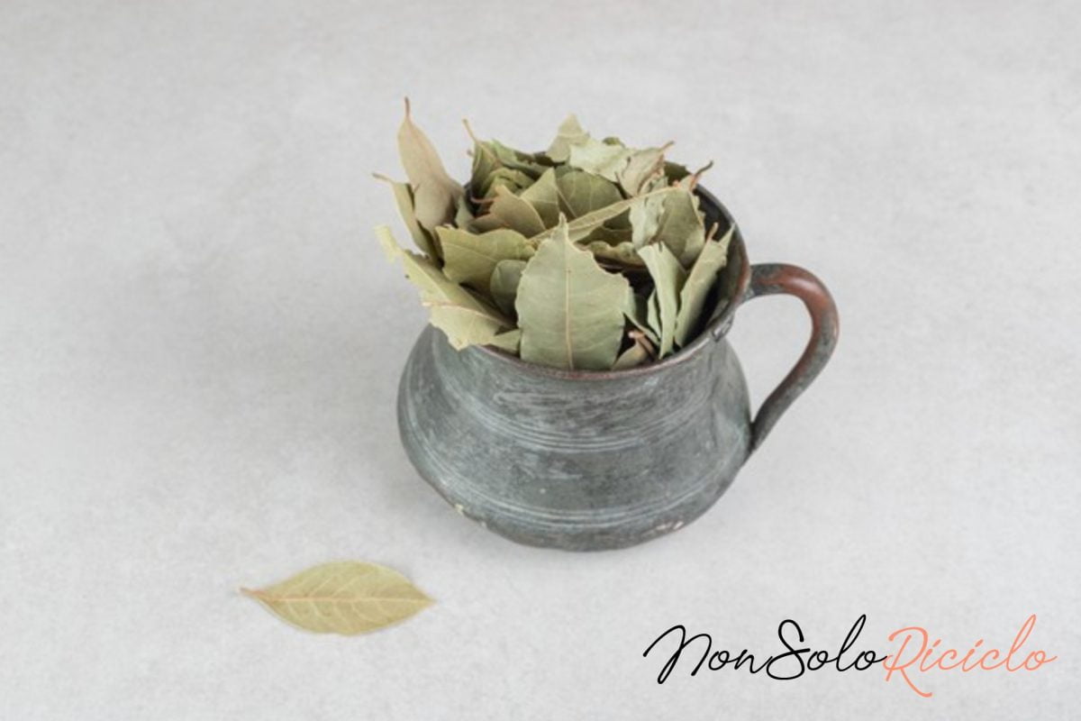 essiccare lalloro a costo zero 4