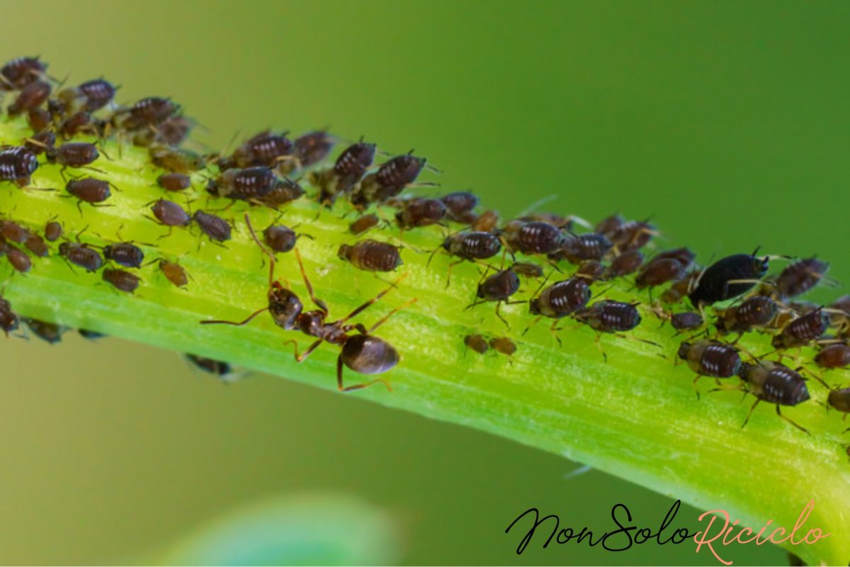 insetticida biologico realizzatelo con questo 4