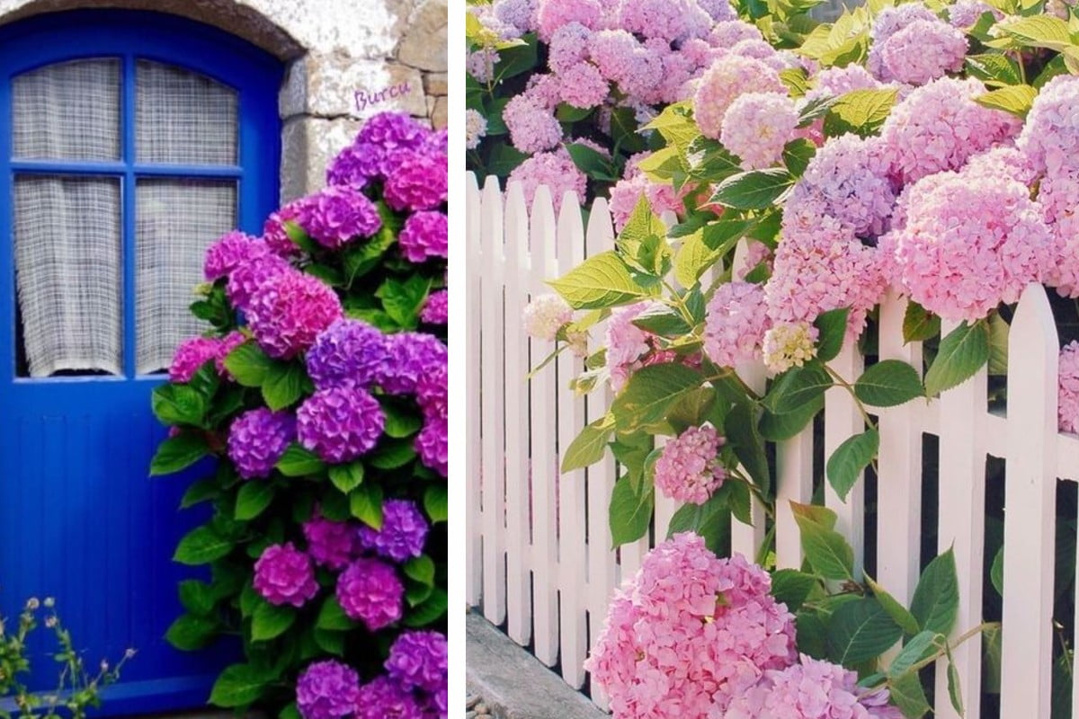 ortensie per decorare il giardino ortensie giardino