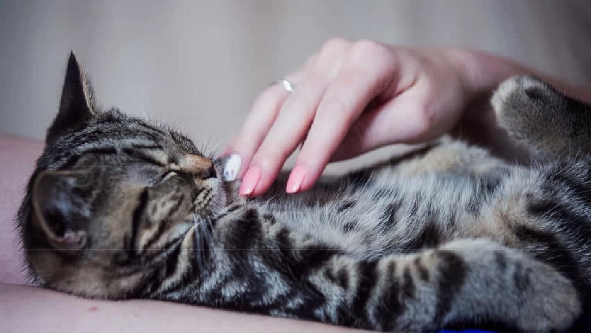 accarezzare un gatto scopri perche 1