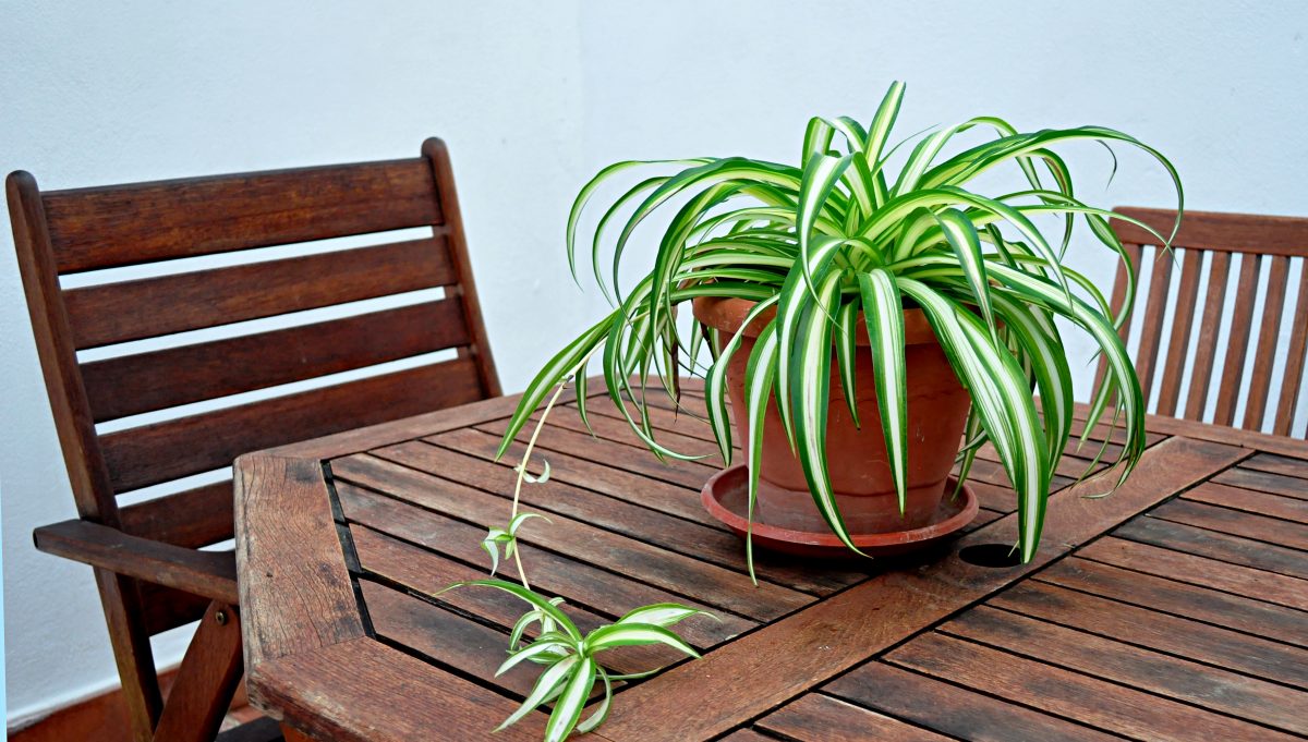 ecco una pianta da interno AdobeStock 124007872