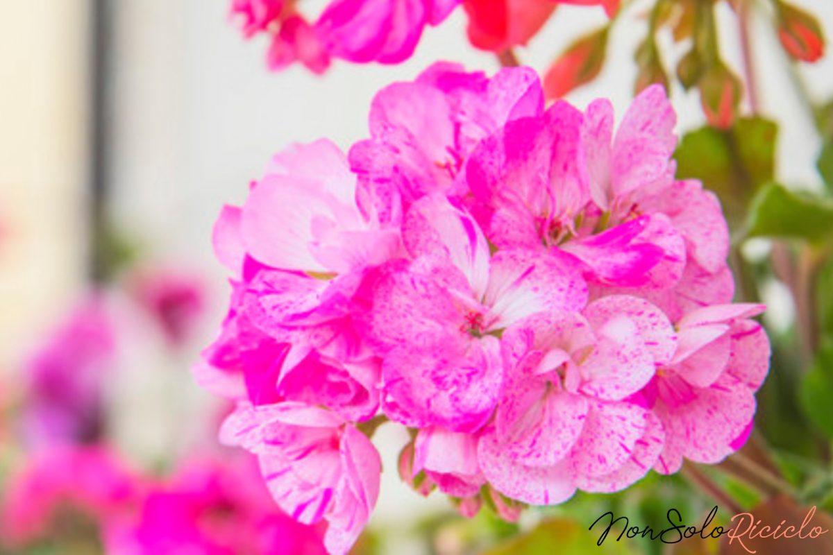 gerani colorati e rigogliosi fino 1