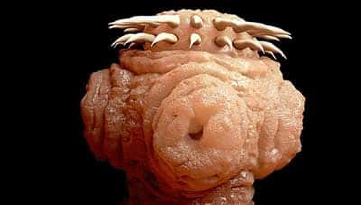 gli 8 parassiti piu pericolosi verme solitario testa