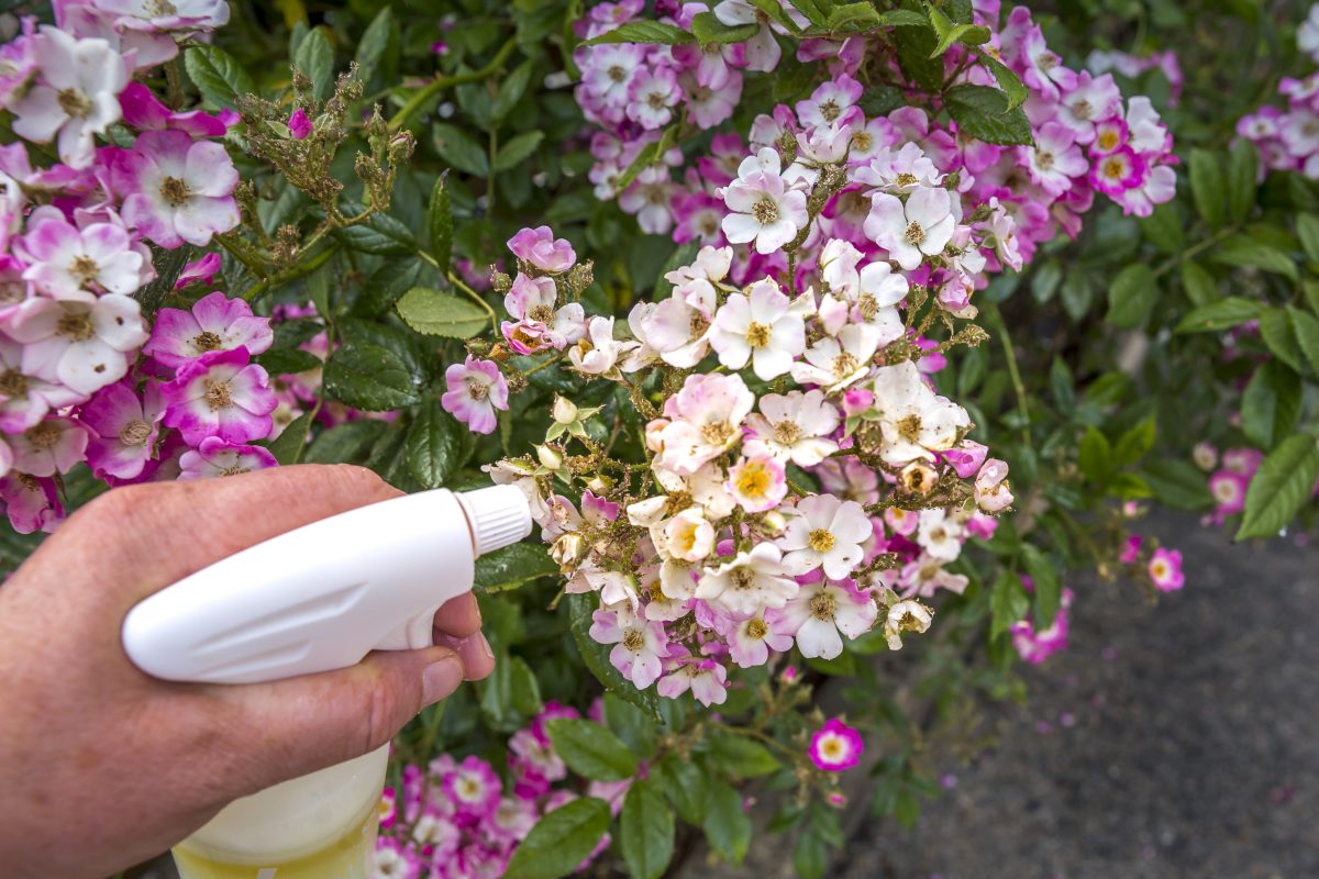 gli incredibili utilizzi dellaceto di AdobeStock 358602523