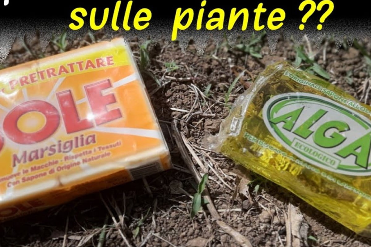 quale sapone usare per le sapone piante