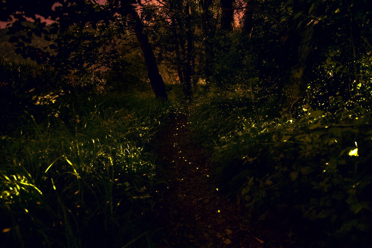 alcuni semplici trucchi per attirare AdobeStock 283387644