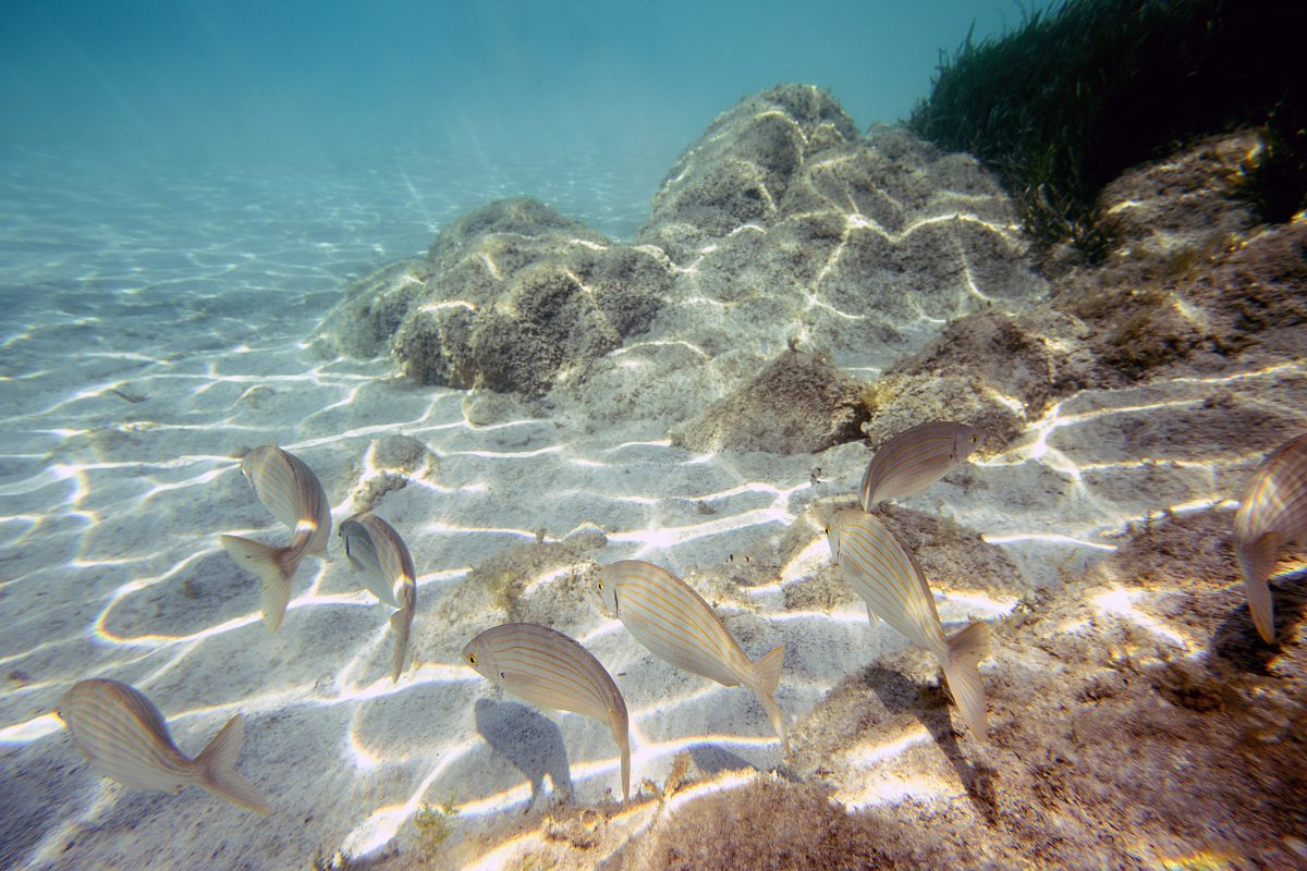 anche i pesci hanno crisi AdobeStock 120233094