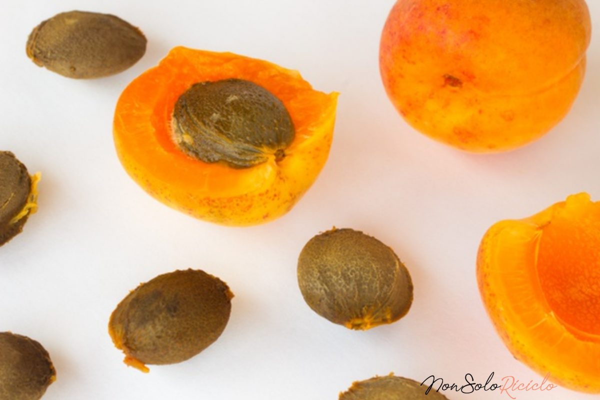 non gettate i noccioli di 4