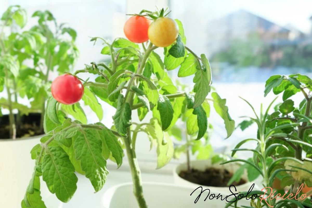 orto in vaso e sul 4