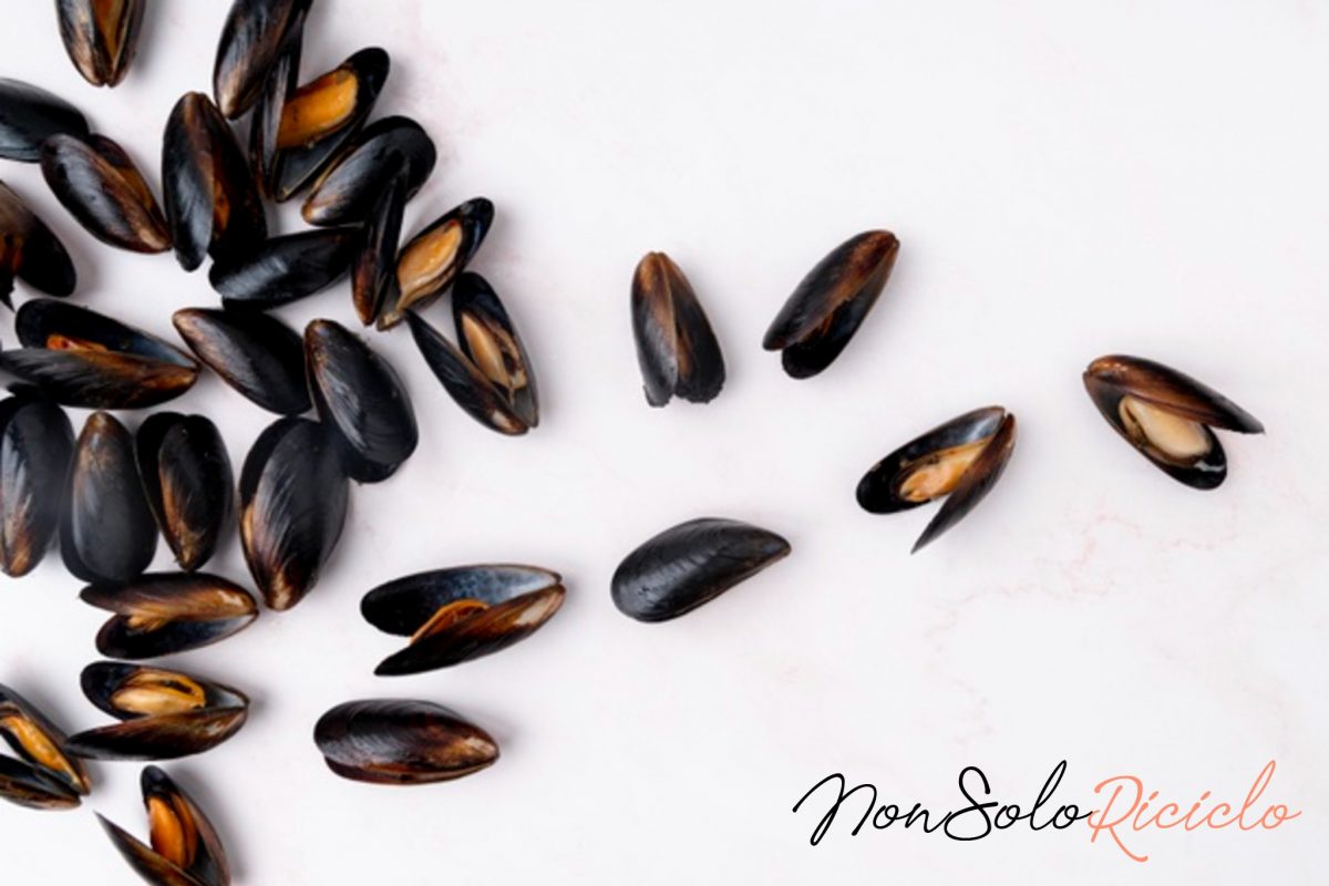 riciclare lacqua delle cozze per 4