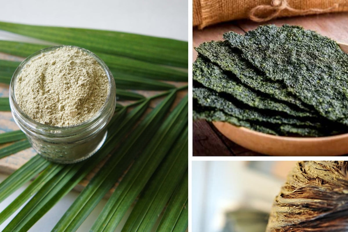 10 cose incredibili che puoi alghe