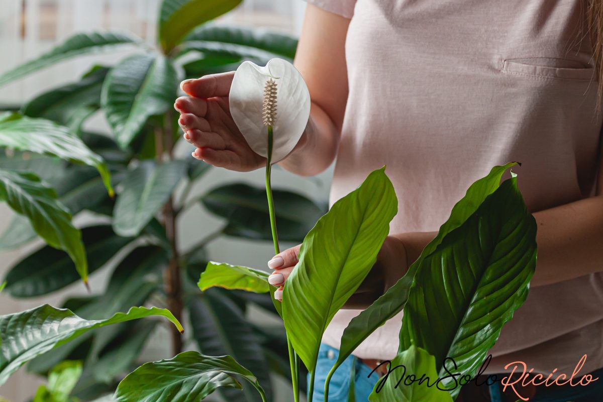 3 metodi naturali per lucidare 5