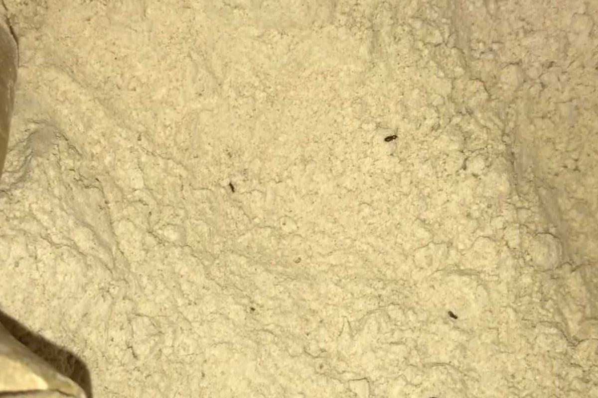 insetti nella farina ecco perche insetti nella farina