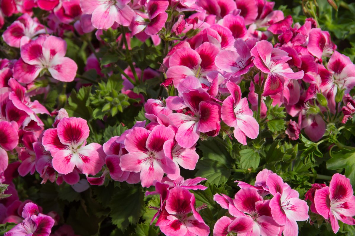 lievito di birra per far AdobeStock 143818908