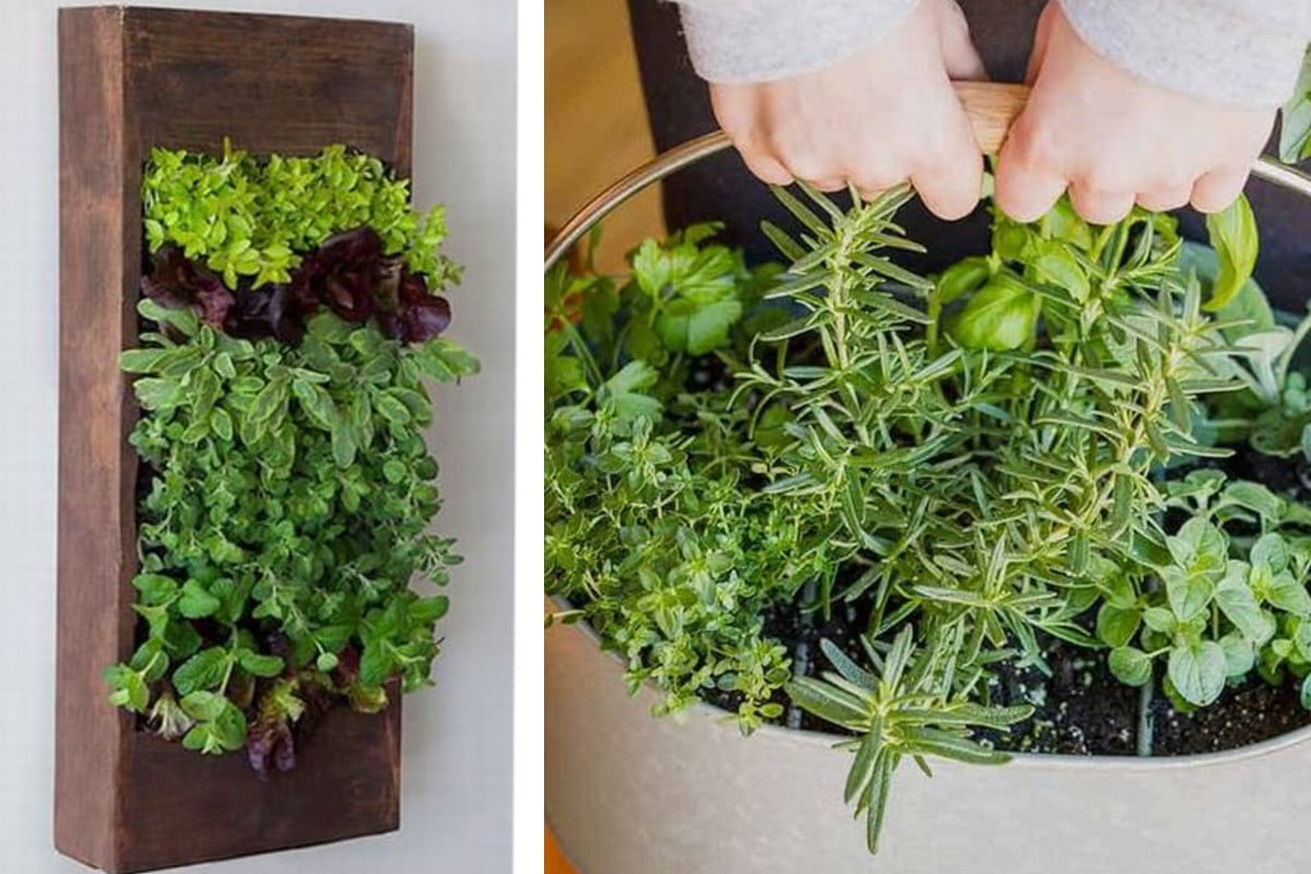 mini giardino erbe aromatiche in mini giardino erbe aromatiche 1