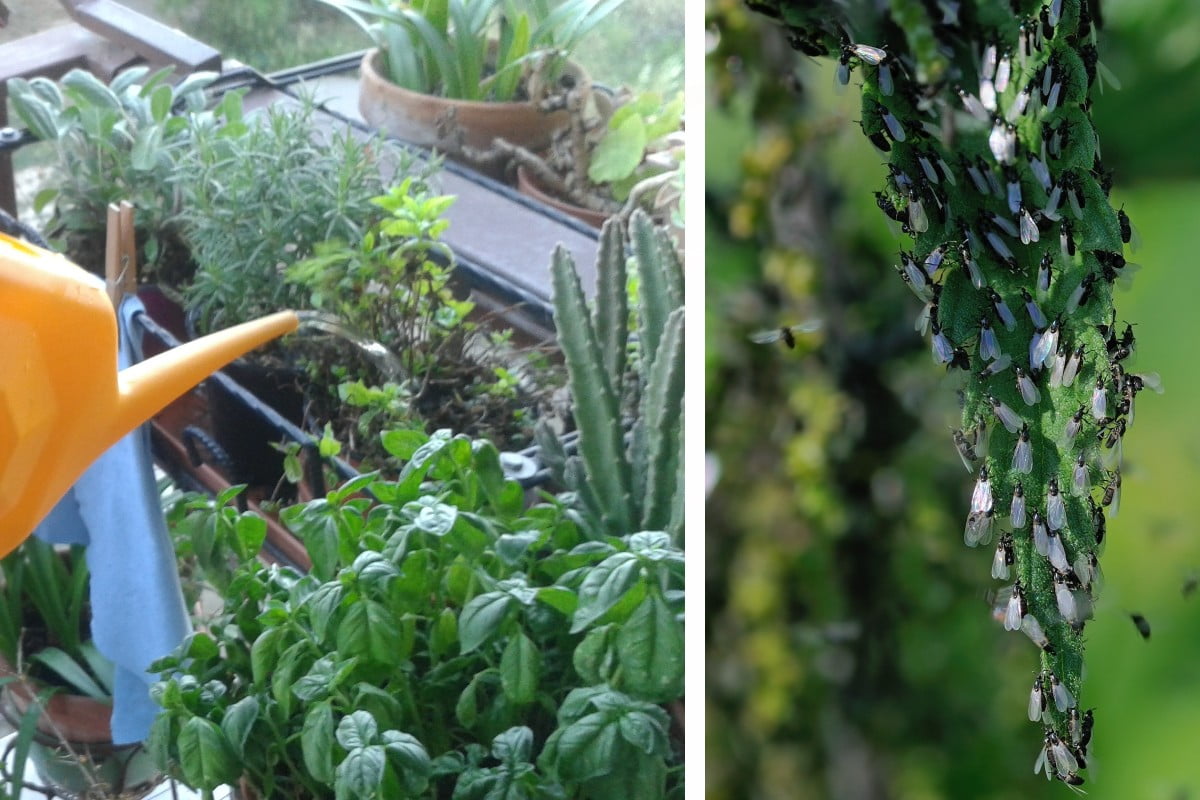 modi per rimuovere i moscerini moscerini piante