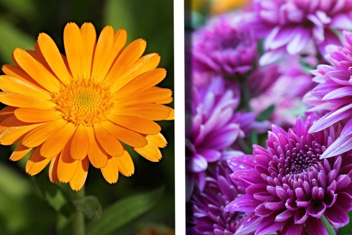 8 piante che allontanano i fiori che allontanano i ragni